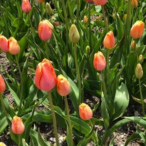 Meet your Posher, Aneke